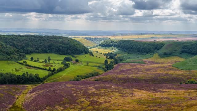 Vast green hills and valleys with patches of purple heather under a cloudy sky in Lockton, Yorkshire.
