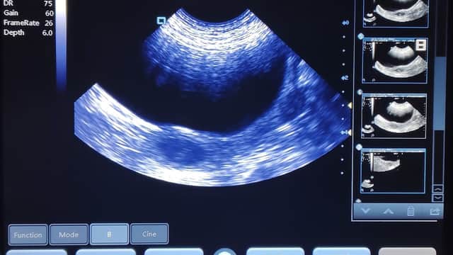 KA Dog Ultrasound Scanning Service - Vets in chapel allerton