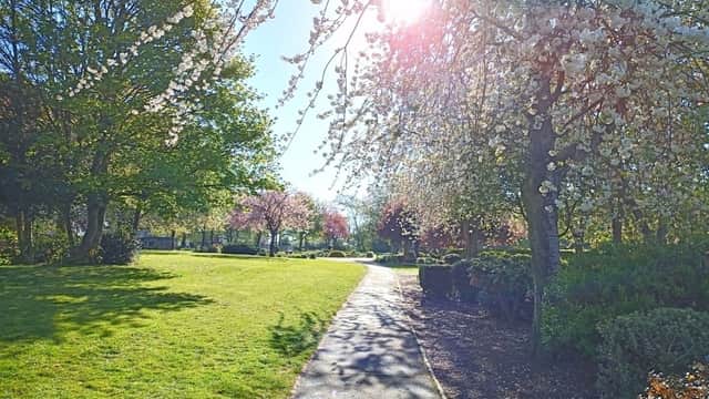 Sunlit pathway through Purston Park, surrounded by blooming trees and lush green grass.