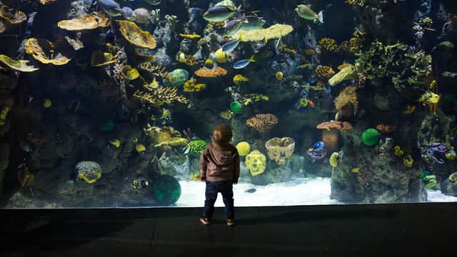 The Deep - Aquariums in hull