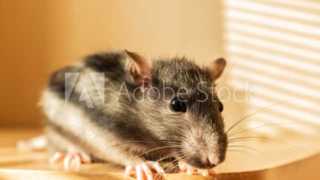 B P M Pest Control - Pest Control in catterick bridge