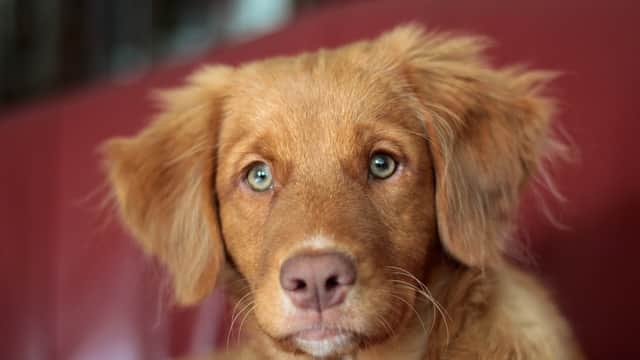 Highfield Veterinary Centre - Vets in sheffield