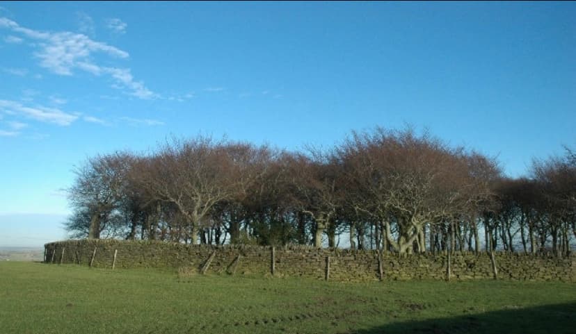 Ring Wood