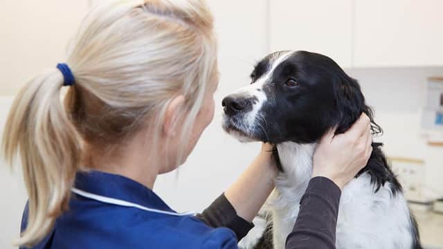 MiNightVet Doncaster - Vets in doncaster