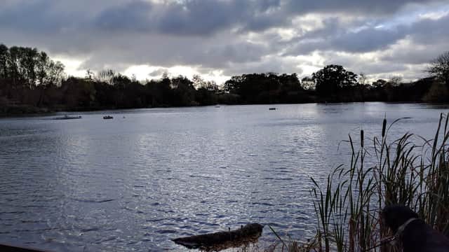 Serene lake scene with cloudy skies, reeds, and a dog near the water's edge in Eastrington, Yorkshire.