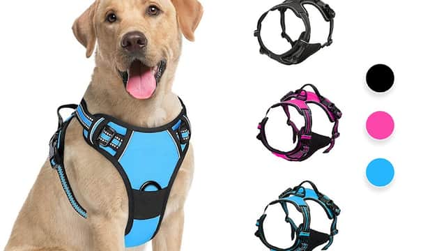 PetBuds - Pet Shops in batley