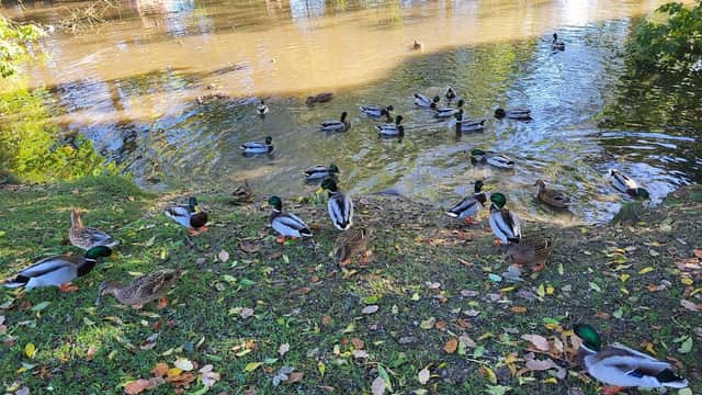 Ducks gather by a serene pond surrounded by trees, with autumn leaves scattered on the grassy shore.
