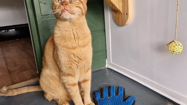 North Croft Cattery - Vets in great driffield