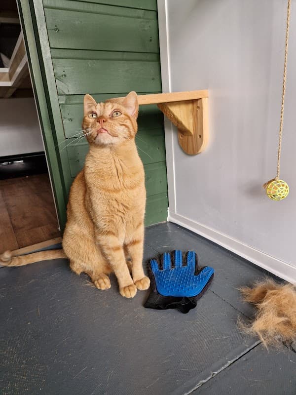 North Croft Cattery