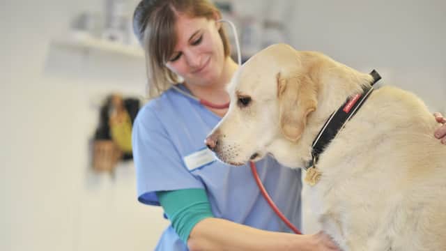 Westwood Vets - Vets in garforth