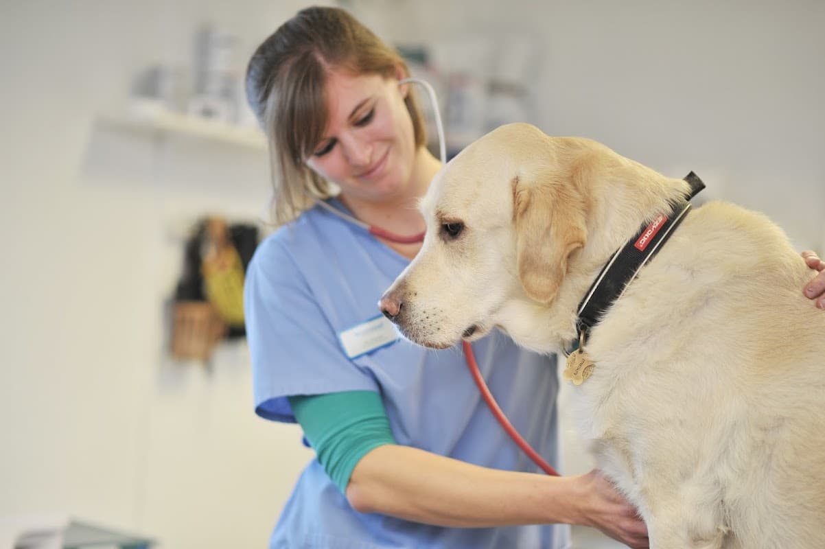 Westwood Vets