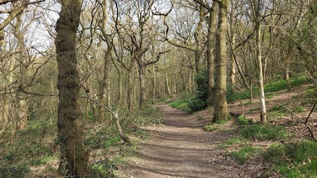 Winding dirt path through Stoneycliffe Wood, flanked by bare trees and sparse greenery in early spring.