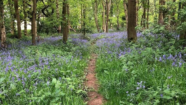 Path winding through a lush forest with vibrant bluebells and green foliage in Brayton, North Yorkshire.