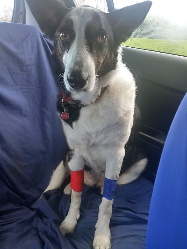 Jacqui Paterson’s Veterinary Surgeon