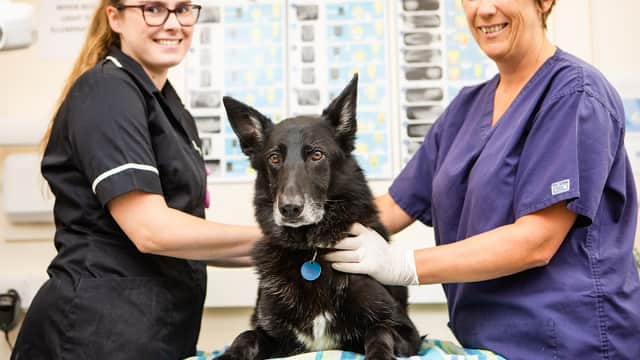 Kingston Veterinary Group - Beverley Road - Vets in hull