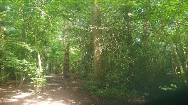 Acomb Wood & Natural Reserve - Nature Reserves in york