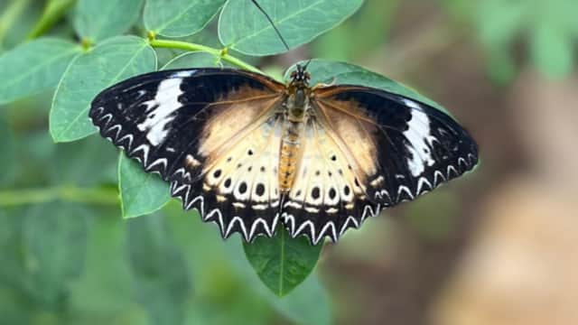 A butterfly with striking black and white wings rests on green leaves in a lush, tropical setting.