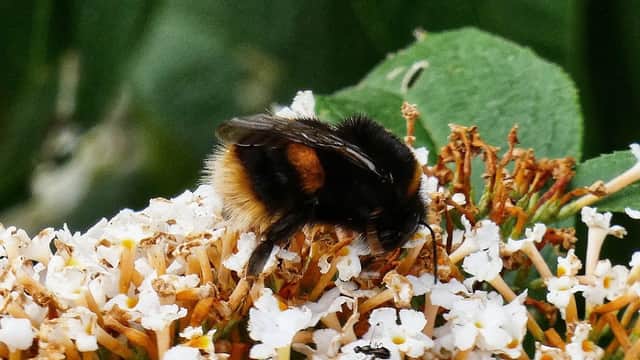 A bumblebee collecting pollen from small white flowers with green foliage in the background.