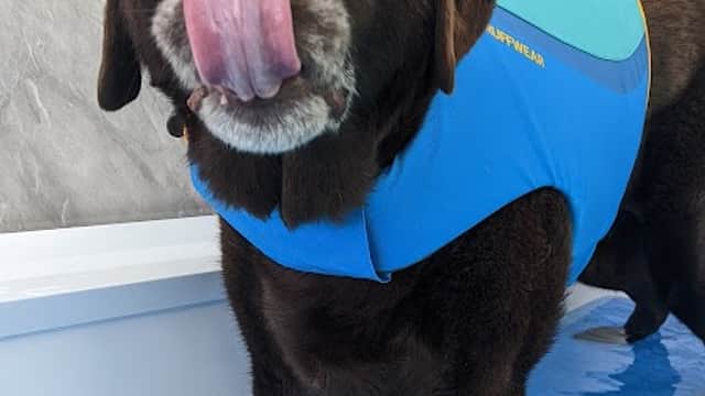 The Harrogate Vet Physio Hydrotherapy Centre - Vets in harrogate