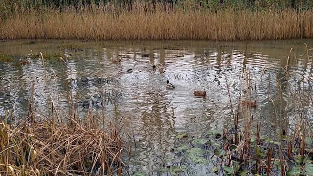 Denso Marston Nature Reserve - Nature Reserves in shipley