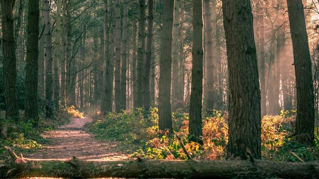 Sunlit path winding through tall trees with ferns and soft light filtering through the forest in Allerthorpe Woods.