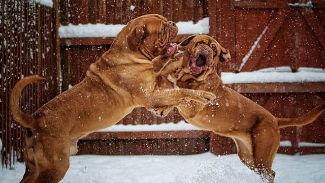 Dogs Choice Raw Food LTD - Pet Shops in doncaster