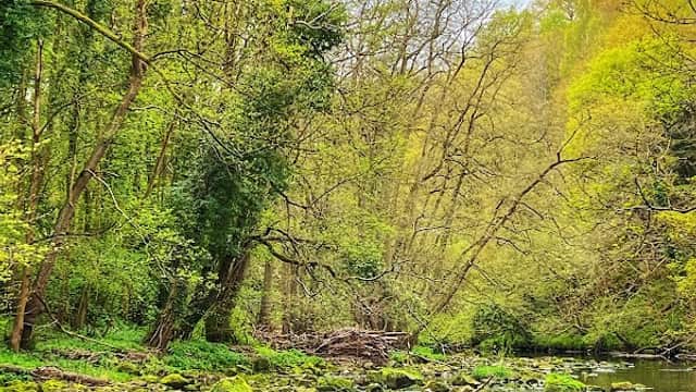 Lush green trees and a calm river reflect the vibrant colors of nature along the Harrogate Ringway Trail.