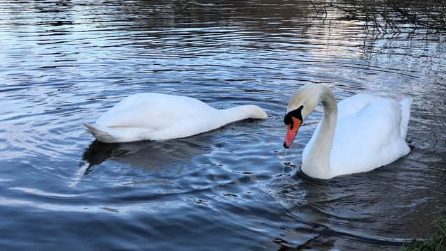 Bowesfield Marsh - Nature Reserves in tees valley