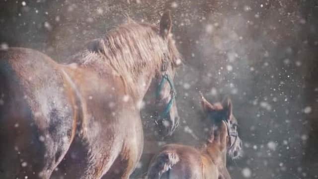 Rainbow Equine Hospital - Vets in malton