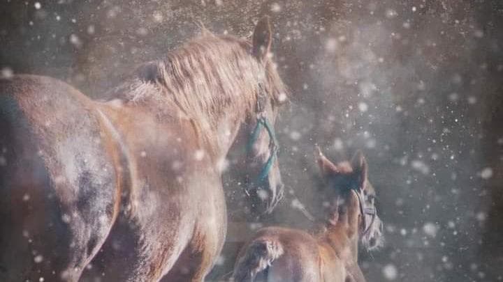 Rainbow Equine Hospital