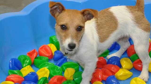 Centrebarks - Attraction in charltons