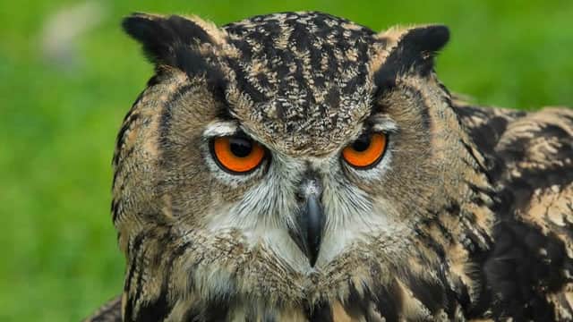 Joeβs Owl Encounters & Exotic Mobile Zoo - Attraction in great ouseburn