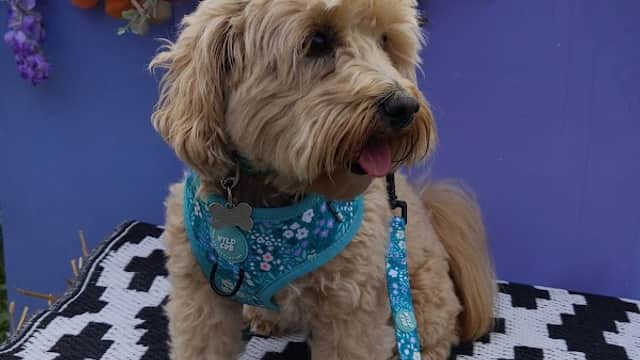 Pets at Home Wakefield - Pet Shops in wakefield