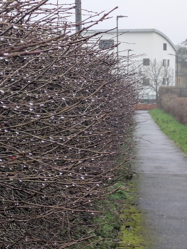 Pinderfields General Hospital Car Park