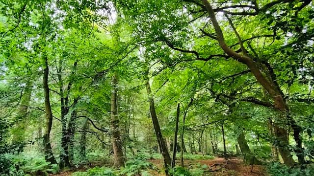Lush green trees and ferns in Grenoside Woods, with dappled sunlight filtering through the dense canopy.