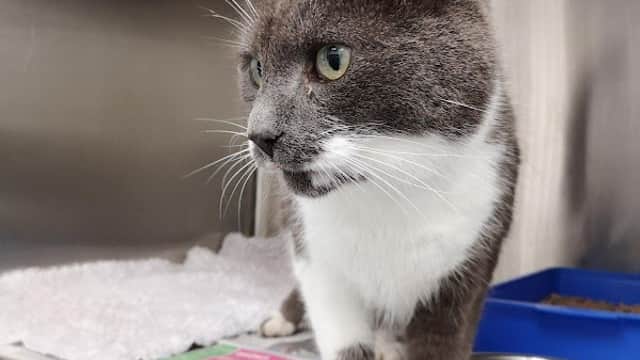 Gray and white cat perched on a cage, looking curiously with green eyes, inside a veterinary practice.