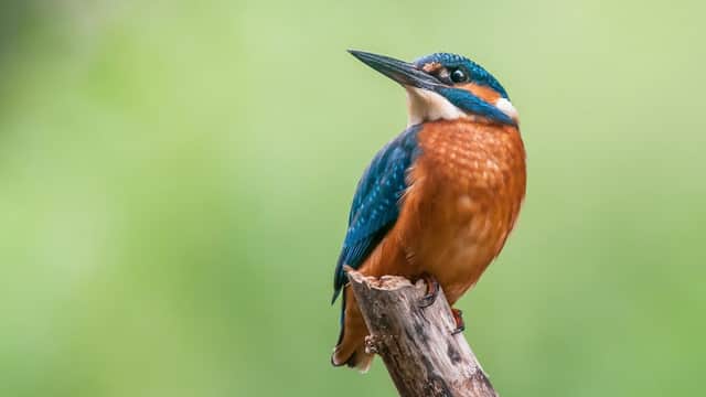 Kingfisher Services (Yorkshire) Ltd - Accountants in knaresborough