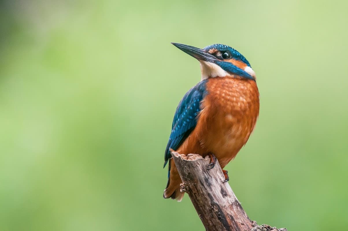 Kingfisher Services (Yorkshire) Ltd