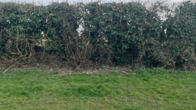 Lush green grass in front of a dense hedge under a clear sky, typical of a rural setting in Bainton, Yorkshire.