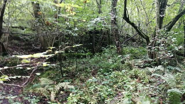 Lush green woodland with dense trees, ferns, and underbrush in a serene natural setting.