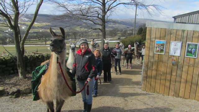 Nidderdale Llamas - Attraction in wilsill