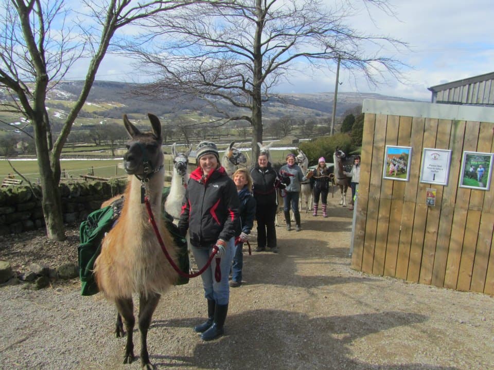 Nidderdale Llamas