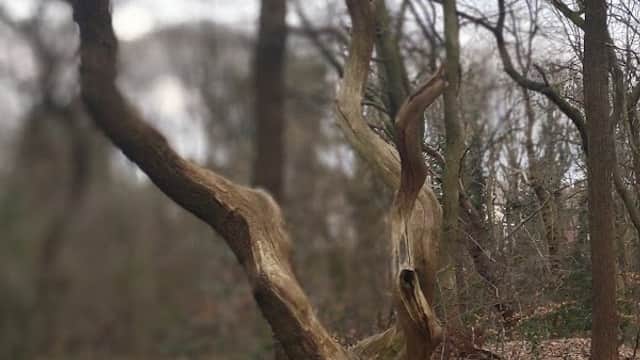 Bowstead Open Space - Park in darnall