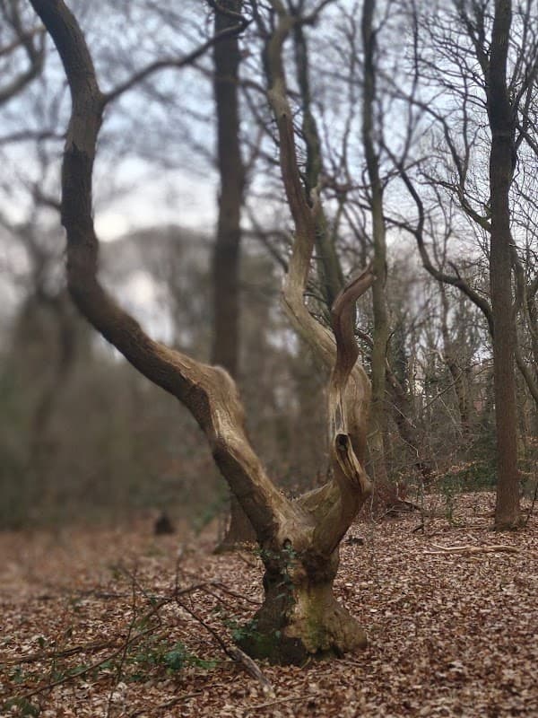 Bowstead Open Space