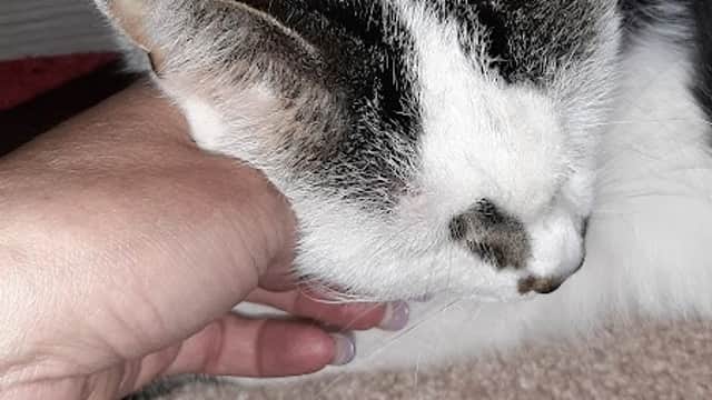 Hull PDSA Pet Hospital - Vets in hull