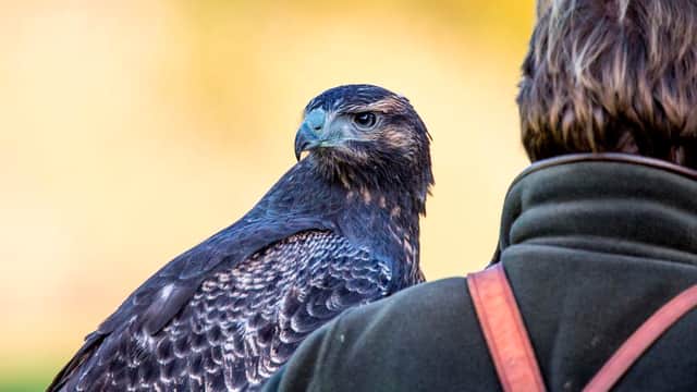 National Centre for Birds of Prey (NCBP) - Attraction in helmsley