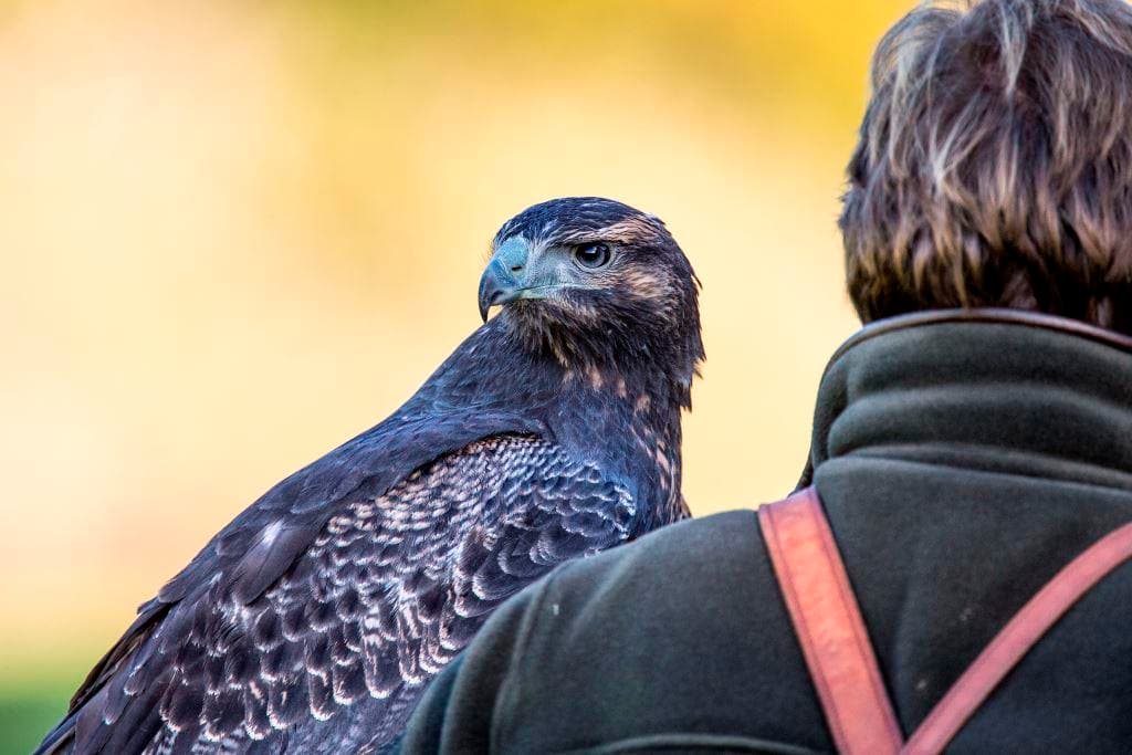 National Centre for Birds of Prey (NCBP)