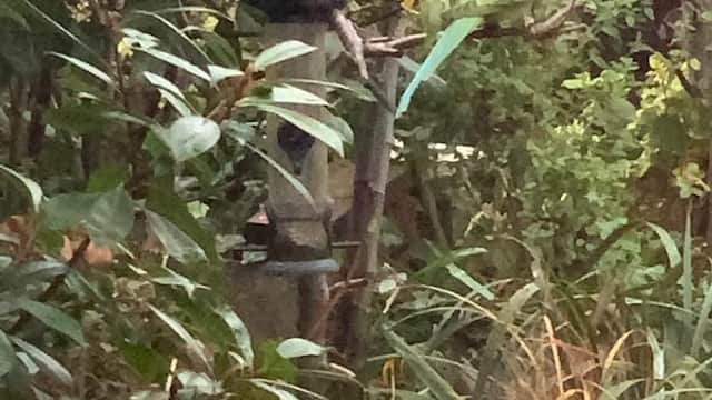 Parakeet Point - Attraction in shipley