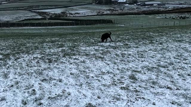 A dog walking in a snowy field with rolling hills and a cloudy sky in the background.