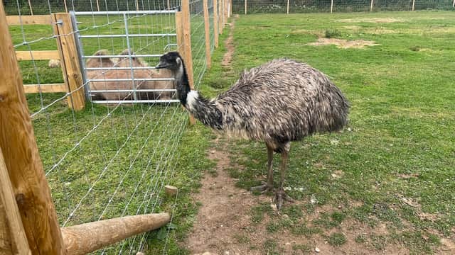 An emu stands near a fenced area with a camel in the background, surrounded by green grass and wooden fencing.